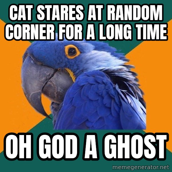 Paranoid Parrot meme: cat stares at random corner for a long time / oh god a ghost