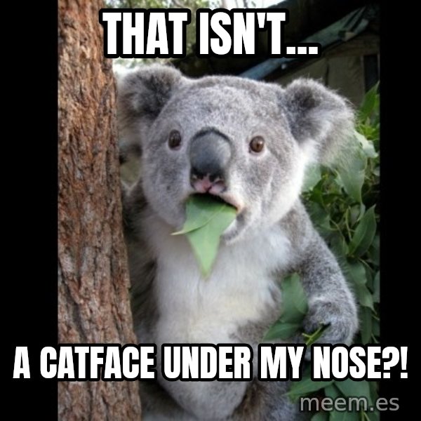 Koala can't believe it meme: that isn't... / a catface under my nose?!