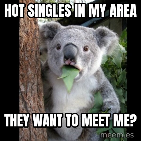 Koala can't believe it meme: Hot singles in my area / they want to meet me?